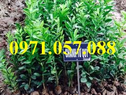 Cây giống chanh tứ quý
